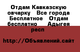 Отдам Кавказскую овчарку - Все города Бесплатное » Отдам бесплатно   . Адыгея респ.